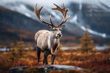 Naklejka na ściany i meble Closeup of a reindeer in a forest