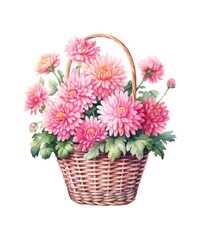 Watercolor illustration of a bouquet of pink chrysanthemums in wicker basket isolated on white background.