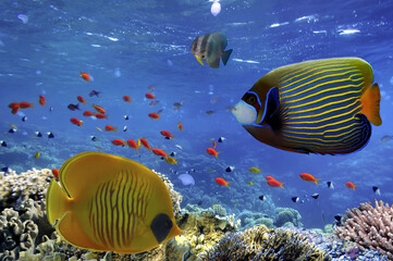 tropical fish and Hard corals in the Red Sea, Egypt - 738195534