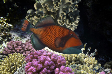 tropical fish and Hard corals in the Red Sea, Egypt - 738195556