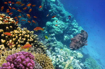Naklejka na ściany i meble Coral Reef and Tropical Fish iin the Red Sea, Egypt