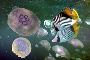 Jellyfish are swimming in deep green water - 738195576