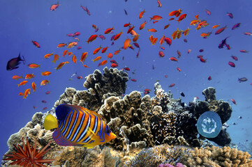 Coral Reef in the Red Sea with Lyretail Anthias - 738195580