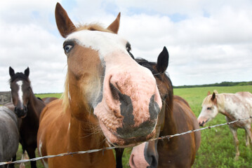 Messy Nose on Horse - obrazy, fototapety, plakaty