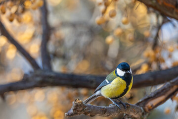 beautiful yellow and blue colored chickadee on the branch of a tree in the city park