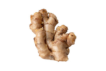 Fresh Ginger - adrak - Zingiber officinale root with transparent background