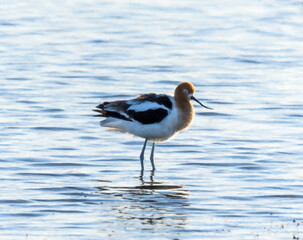American Avocet  
