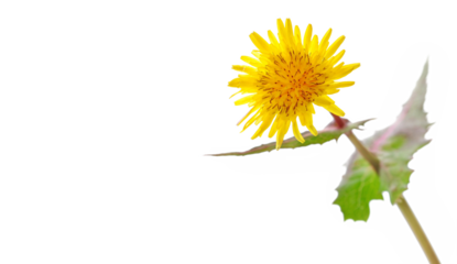 Dandelion yellow flower isolated on white  