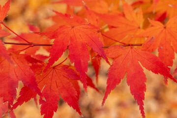red maple leaves