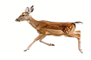 Running deer isolated on white