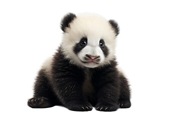 Black and White Panda Bear Sitting Down. A black and white panda bear sits down in a relaxed...