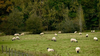 Landscape with trees and sheep in the field, England, UK