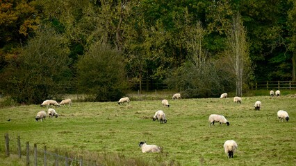 Landscape with trees and sheep in the field, England, UK