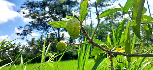 Fototapeta na wymiar Fresh noni fruits or Morinda citrifolia or buah mengkudu on the tree. Benefits as an antioxidant because it contains high vitamin C. Selective focus