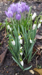 Obraz premium spring crocus flowers and snowdrop Galanthus in garden close-up