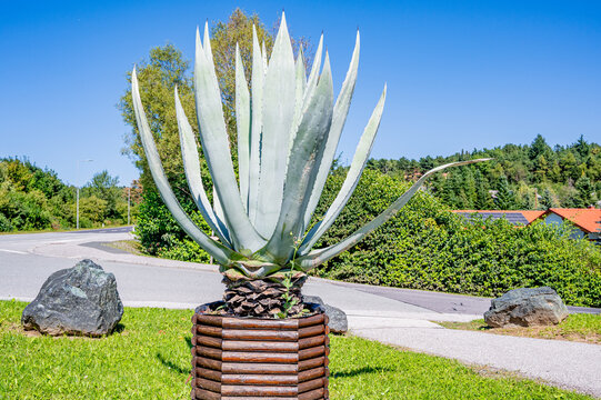 Agave plant in a pot in Austria. street decoration in spring. plants  resistant to heat and dryness. raw materials for tequila production