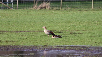 Birds waiting in the field