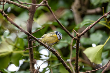 Cyanistes Caeruleus (Blue Tit) - Dublin's Botanic Gem