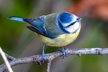 Cyanistes Caeruleus (Blue Tit) - Dublin's Botanic Gem
