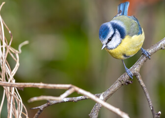 Cyanistes Caeruleus (Blue Tit) - Dublin's Botanic Gem
