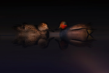 Ducks photographed with a beam of light. Artistic wildlife photography. Nature background. Eurasian...