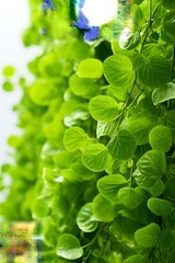 Green leaves of a plant growing on a white wall with a blurred background
