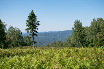 A picturesque high-altitude meadow with larch trees, in the distance of which mountains can be seen