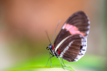 Closeup macro view of tropical butterfly of jungle - Heliconius melpomene rosina, Papilio lowi, Papilio demoleus, Monarch butterfly (danaus plexippus) on the green leaves.