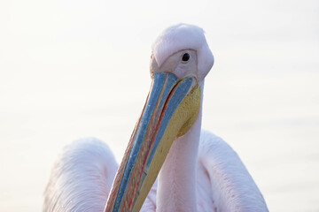 Rosapelikan Portrait