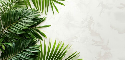 Palm Leaves White Plastered Wall Background Card Palm Sunday Easter With Space - obrazy, fototapety, plakaty