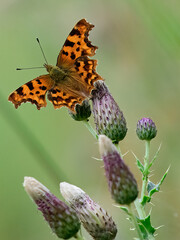 comma