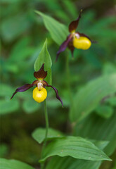 Orchidée "Sabot de Vénus" caché dans les bois bugistes à Échallon, Ain, France