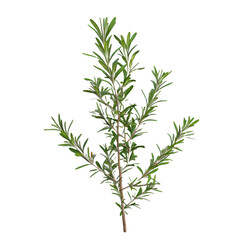  group of Rosemary on transparent background Remove png