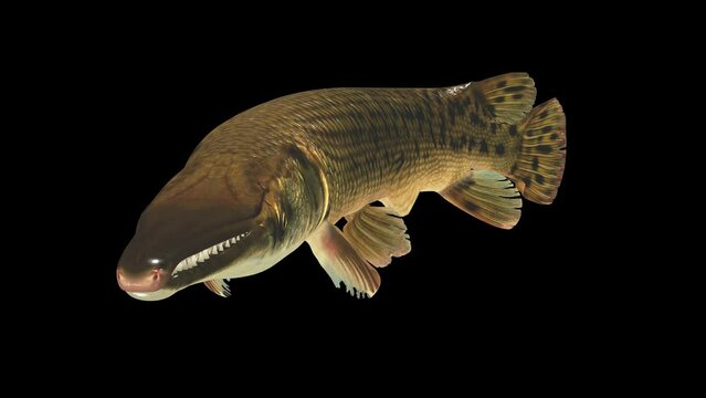 Alligator gar fish swimming in place on black background Video, FISH Animation, Fish Swim green Screen Video, 3D Animation, Underwater,Single and Group, Near camera, aquatic animals, 4K Footage, Front