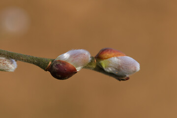 Saule marsault (Salix caprea)
Salix caprea with its catkins
