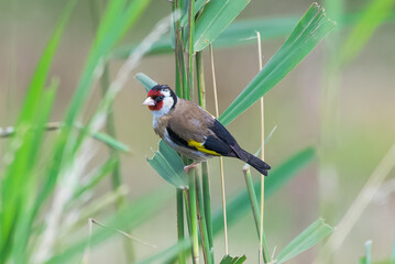 Goldfinch