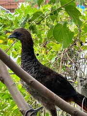 p&aacute;ssaro Jac&uacute; grande na &aacute;rvore de casa
