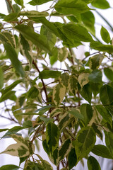 leaves of indoor plant ficus benjamina background close-up
