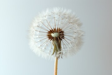 In the controlled environment of a photo studio, a white fluffy dandelion epitomizes purity and lightness against a soft grey background