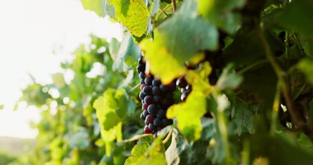 Grapes, leaves and agriculture, vineyard and wine production with sustainability and wind outdoor. Nature, environment and farming for alcohol, plant and harvest with fruit, light and agro business - Powered by Adobe