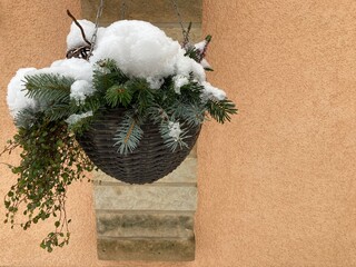 Hängerpflanze hängt am Haus im Winter mit Schnee bedeckt, als Einpflanzung winterlich