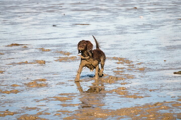 Dog running through the mud during low tide in the sea