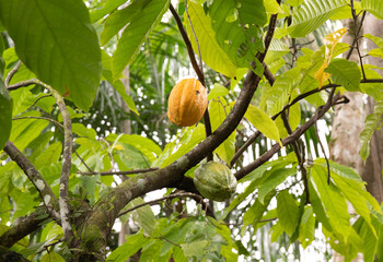 Cocoa tree, ripe and green fruit. Artisanal and organic agroforestry production of exotic fruit....