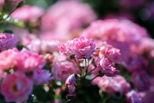 Summer background with blooming rose