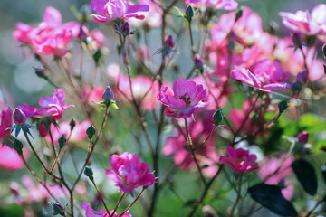 Fototapeta na wymiar Summer background with blooming rose