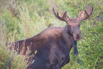 Bull Moose