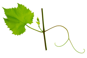 Grape branch with green leaves and tendrils on transparent, png. Grapevine. Sprig with leaves of grapevine