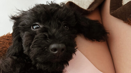 Lose-up baby face of toy poodle lying on female knees at home. POV get a puppy. Black puppy lying...