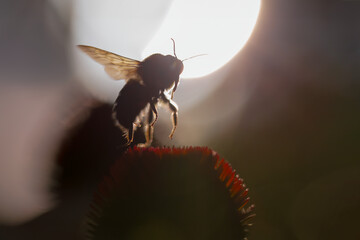 a bumblebee takes flight from a flower - obrazy, fototapety, plakaty