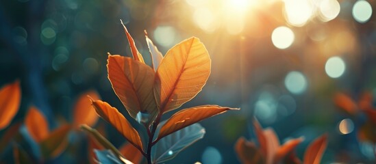 Obraz na płótnie Canvas Blurry background with an aesthetic leaf.